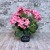 bukiet pelargonii rozowy taras czarna doniczka flowers garden sztuczna pelargonia rozowe kwiaty okragle liscie ozdoba do domu kompozycja na pomnik grobowiec stroik na cmentarz kwiaty na cmentarz nowoczesne stroiki ze sztucznych kwiatów