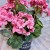 bukiet pelargonii rozowy taras czarna doniczka flowers garden sztuczna pelargonia rozowe kwiaty okragle liscie ozdoba do domu kompozycja na pomnik grobowiec stroik na cmentarz kwiaty na cmentarz nowoczesne stroiki ze sztucznych kwiatów